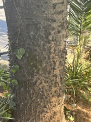 Ceiba speciosa