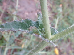 Helminthotheca echioides