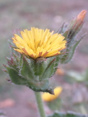 Helminthotheca echioides