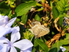 Leptotes trigemmatus