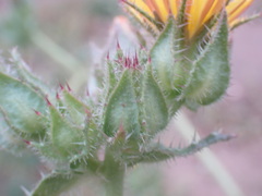 Helminthotheca echioides