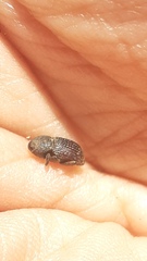 Cnemecoelus