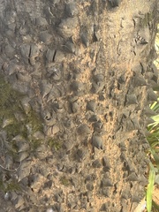 Ceiba speciosa