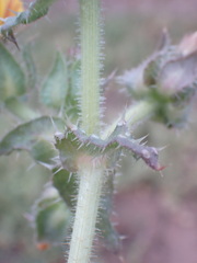 Helminthotheca echioides