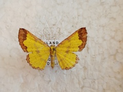 Corymica latimarginata