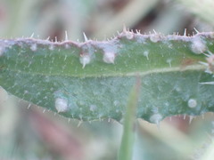 Helminthotheca echioides