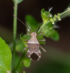 Cletomorpha