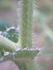 Helminthotheca echioides