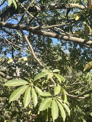 Ceiba speciosa