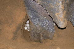 Dermochelys coriacea