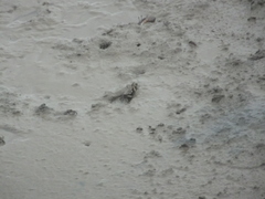 Macrophthalmus