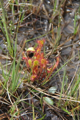 Drosera anglica