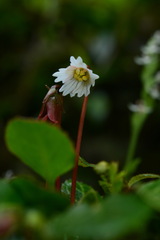 Shortia rotundifolia
