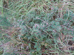 Indigofera nigromontana