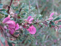 Indigofera nigromontana