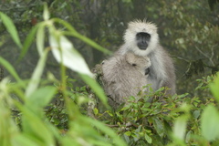 Semnopithecus schistaceus