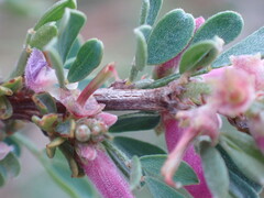 Indigofera nigromontana