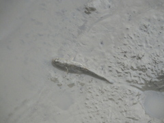 Periophthalmus modestus