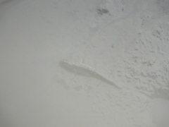 Periophthalmus modestus