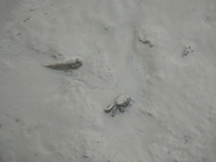 Periophthalmus modestus