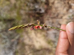 Indigofera psoraloides