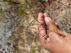 Indigofera psoraloides