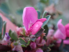 Indigofera nigromontana