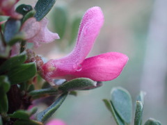 Indigofera nigromontana