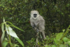 Semnopithecus schistaceus