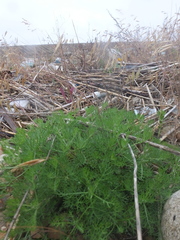 Artemisia fauriei