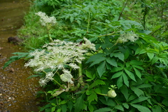 Angelica pubescens