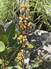 Polystachya concreta