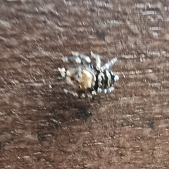 Thorelliola ensifera