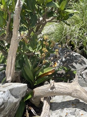 Polystachya concreta