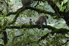 Semnopithecus schistaceus