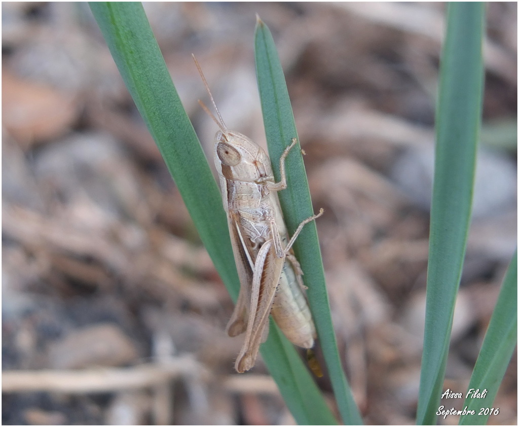 Euchorthippus albolineatus