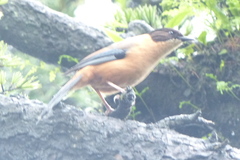 Heterophasia capistrata