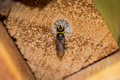 Hylaeus euxanthus