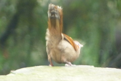 Trochalopteron lineatum