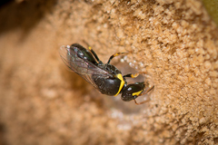 Hylaeus euxanthus