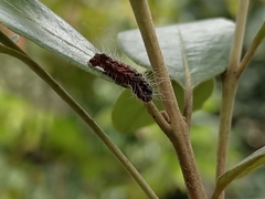Thyrassia