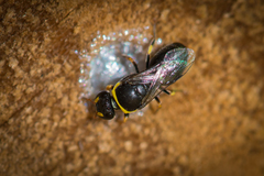 Hylaeus euxanthus
