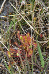 Drosera anglica