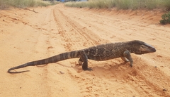 Varanus albigularis albigularis