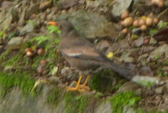 Turdus boulboul