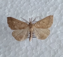 Pechipogo plumigeralis
