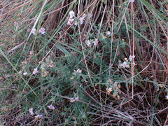 Chaenostoma caeruleum