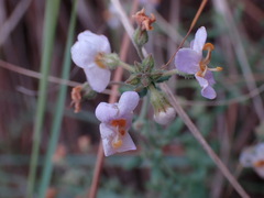 Chaenostoma caeruleum