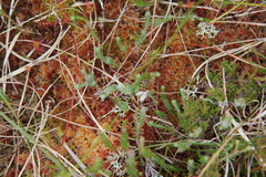 Sphagnum rubellum