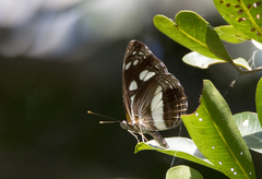 Phaedyma shepherdi